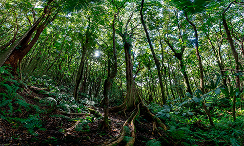 Forêt Mare Longue St Philippe - © Kiko PELTIER (2)